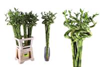 Pack de 10 Unidades. Planta Bambú Espiral de la suerte Lucky Bamboo.Segura Garden. Fácil cuidado, aporta buena energía según el feng shui, y su elegante presencia mejora la decoración interior. ¡Su significado auspicioso trae buena fortuna! - details 0