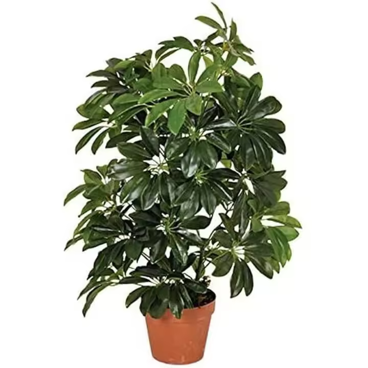Planta artificial cheflera 65 cm altura, Catral - 1