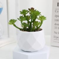 Evergreen Artificial Suculentas Simulación De Plantas Falsas Pequeñas En Macetas Cactus Bonsái Para El Hogar Material Plástico - details 8