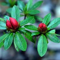 Pack de 6 Plantas natural Azalea. Variadas. Segura garden.  Las azaleas embellecen el jardín con vibrantes flores, requieren poco mantenimiento, atraen mariposas y mejoran la calidad del aire. - details 0