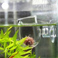 Tazón De Alimentación Para Peces Y Acuarios Taza De Vidrio Transparente Para Brine Shrimp Cucarachas Rojas Y Alimentos Para Peces - details 4