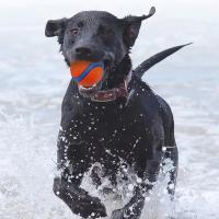 Bola De Juguete Para Perros Resistente Chicle Para Masticar Juguetes Para Saltar Accesorios Para Mascotas Adecuado Para Grandes Medianos Y Pequeños - details 6