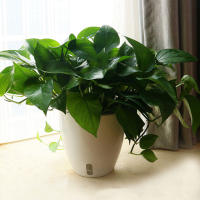 Maceta Autoabastecida Fácil De Mantener Para Hierbas Verduras Y Flores Blanco Duradero 180x18x19cm Para Cultivo En Interior Y Exterior - details 3