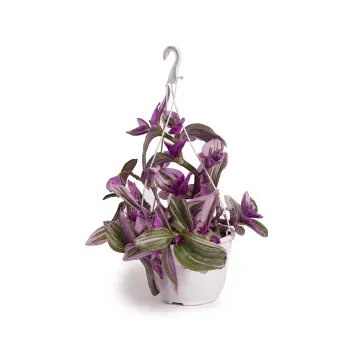 Planta De Interior Tradescantia - Natural, Fácil Cuidado, Perfecta Para Decorar Hogar U Oficina