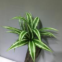 Hojas De Aloe Vera Artificiales 36cm Plástico Agave Falso Chlorophytum Comosum Para Decoración De Jardín Y Festivales - details 5