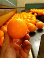 N / Naranjas de Mesa de Valencia - Pureza y Sabor Auténtico - 10 Kg - details 0