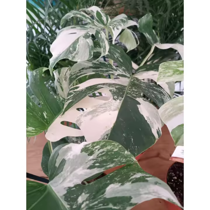 Monstera Albo Variegada, Blanca y verde- Exotica y Tropical - Planta de Interior y Exterior - Decorativa Moderna - Planta de Moda- Coleccionista de Plantas - Vivero - envios premium - 1