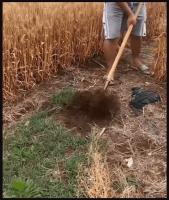 Pala De Hierba Multifuncional Desmontable De Acero Al Mánganes Esp�adilla Agrícola Para El Hogar Herramienta De Riego - details 12