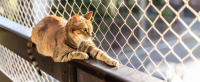 Nobleza  - Red Gatos Terraza 8x3m, Transparente Red para Gatos, Red Protección para Gatos Apto para Interior o Exterior Balcón Ventana Patio Escaleras, Incluye Set de Fijación - details 4
