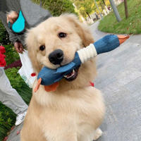 Juguete De Perro Suave Con Silbato Para Mordedores Agresivos Peluche De Pato Mallardo Juguete De Entrenamiento Inteligente Para Mascotas - details 7
