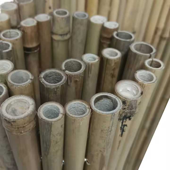 BONERVA | Bambú PRO Caña Completa 2X3 Metros | Cañizo de Bambú Caña Gruesa para cerramientos y decoración de Jardín, balcón y exteriores | 12 mm-25 mm diámetro - 1