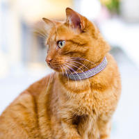 Collar De Gato De Cuero Suave Con Diamantes Bling Y Campana Seguridad Breakaway Ajustable Para Perros Y Gatos XS S Rosa - details 21