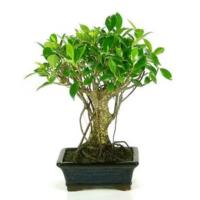 Verdecora - LOTE BONSAI 5 AÑOS + PLATO - Bonsái - Alta Luminosidad - Planta natural interior - details 0