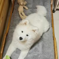 Alfombra De Mascota Extra-grande De Plush Suave Y Gruesa Sofá Para Perro/Gato/Casa De Perro/Matriz De Cages Material De Poliéster - details 5