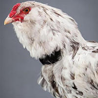 Collar de cuello de gallo sin Cuervo, 4 piezas, mantiene los gallos, Collar de cuello silencioso para evitar que los pollos se agrieten - details 1