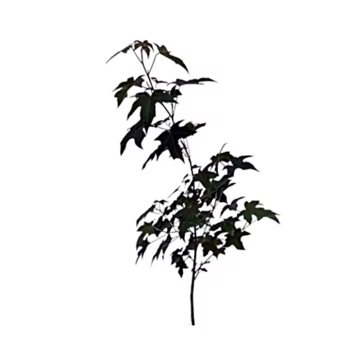 Planta natural arbol  Liquidambar styraciflua. Elegir medida. Ofrece sombra densa, mejora la calidad del aire, embellece con su colorido follaje otoñal, es resistente a plagas y ayuda a estabilizar el suelo, siendo ideal para paisajes urbanos. - 1