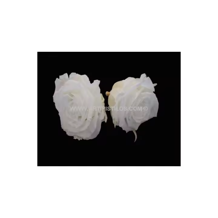 Sombrero de Rosa Preservada 6 Cms con Raíz - Flores Artesanales - 1