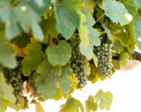 BODEGAS Y VIÑEDOS LUNA BEBERIDE S. L. Vino Blanco Luna Beberide Godello 2021 - Aromas Frescos, Equilibrado con Nervio - details 1