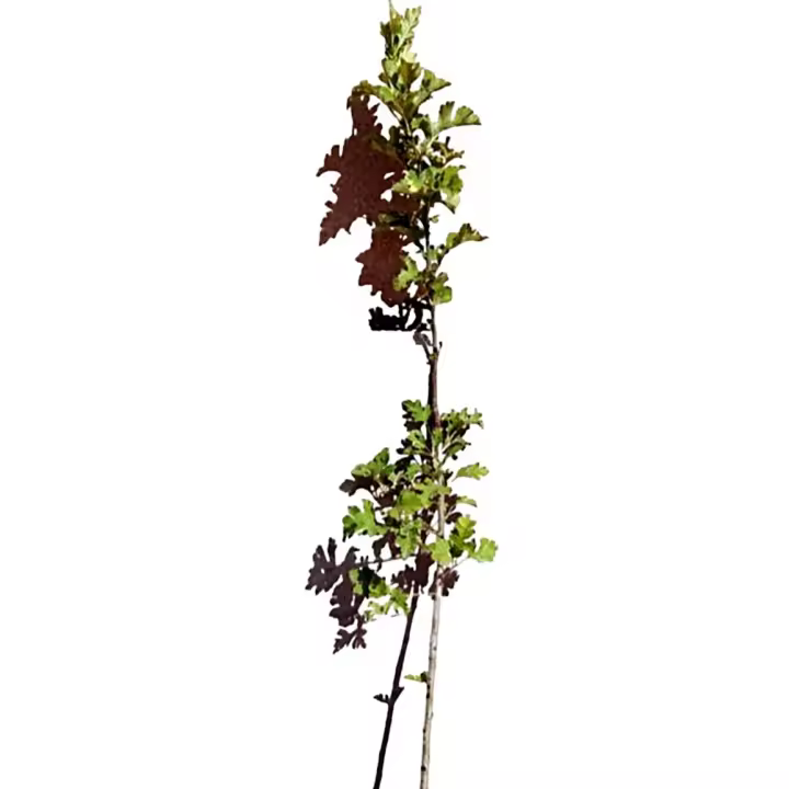 Planta natural arbol Crataegus monogyna, Majuelo. Varias alturas elegir. El espino albar, es ideal para setos naturales, aporta bellas flores blancas en primavera, atrae polinizadores y aves con sus frutos, y es resistente a sequías y bajas temperaturas. - 1