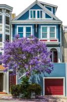 Planta natural arbol Jacaranda Mimosifolia. Elegir medida. conocida por su impresionante floración violeta o azul en primavera, lo que la convierte en un árbol ornamental muy valorado en jardines y espacios urbanos. - details 0