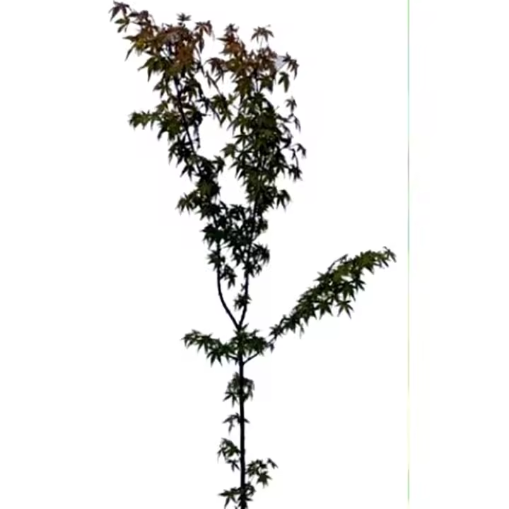 Planta natural arbol Acer Palmatum palmeado verde, Altura 50 - 70 cm. Aporta elegancia al jardín con su follaje fino que cambia de color en otoño. Es ideal para pequeños espacios, fácil de cuidar y tolera sombra parcial, dando un toque oriental y ornament - 1