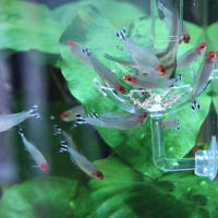 Tanque De Acuario Transparente Alimentador De Peces Y Camarones Círculo De Alimento De Vidrio Fleeting Para Sujeción En La Base - details 21