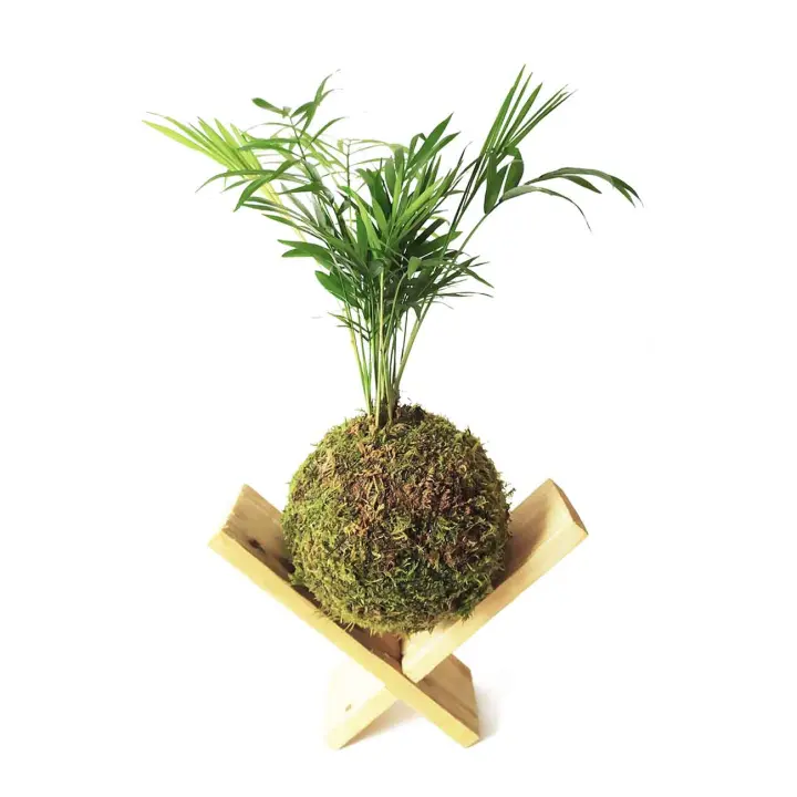 Kokedama Palmera de salón + SOPORTE MADERA / Kokedamus / planta interior - decoración del hogar - planta natural - elaboración artesanal - 1