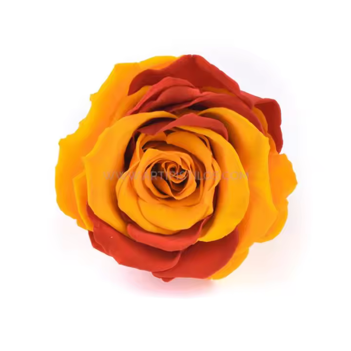 Rosa Estabilizada 6 Cm España - Flores Preservadas para Decoración Floral - 1