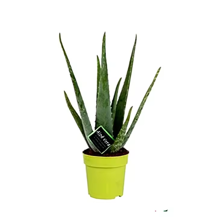Planta de Aloe Vera. Propiedades Medicinales. Segura Garden. Las plantas de aloe vera en el jardín ofrecen beneficios estéticos, medicinales y de bajo mantenimiento, mejorando la apariencia, salud de la piel y purificando el aire. - 1