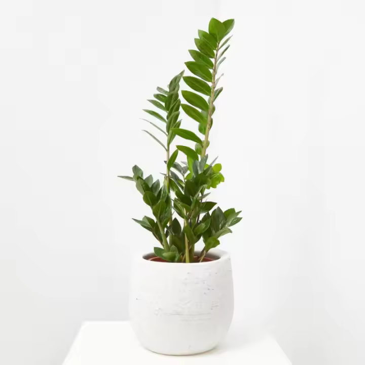 Zamioculca Planta Suculenta de Interior | Fácil de Cuidar | Tamaños Disponibles - 1