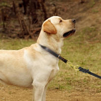 Collar De Cuero Genuino Duradero Para Perros Medianos Y Grandes Collar De Entrenamiento De Ahogo Para Labrador Y Aleman Shephard Negro Marrón - details 11