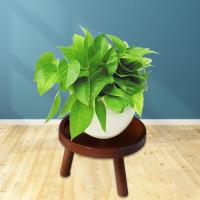 Soporte y; plantas-soportes de maceta taburete de madera soporte de planta, decoración del hogar soporte de maceta el hogar moderno para pantalla de pastel, soporte de planta de interior - details 2