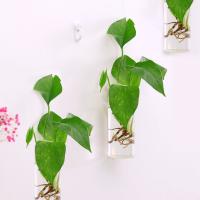 Vaso De Flor De Vidrio Colgante Para Pared Terrario Acuario Contenedor De Flores Y Plantas Decoración Para El Hogar Y Jardín Estilo Moderno - details 6
