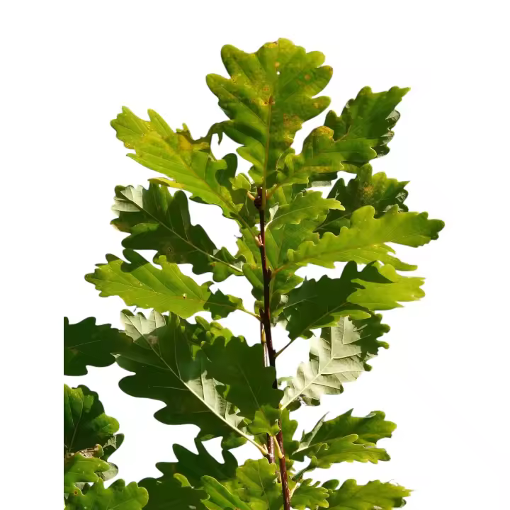 Planta natural arbol Quercus Pyrenaica. Roble melojo. Mejora suelos degradados, favorece la biodiversidad, es resistente al frío y se adapta a climas húmedos. Ideal para reforestación, requiere poco mantenimiento tras establecerse. - 1