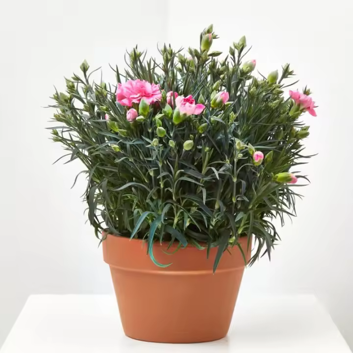 Verdecora Clavel - Colores Variados - Planta Natural de Exterior - Cubre macetas decorativo no incluido - 1