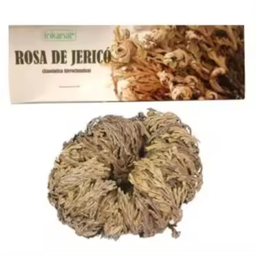 Rosa de Jericó grande - La planta de la resurrección y prosperidad - INKANAT - 1