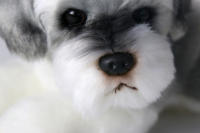 Muñeco De Peluche Kawaii Schnauzer Pequeño Suave Simulación Juguete De Peluche Para Niños Animal De Peluche Lindo Accesorio Fotográfico Regalo De Cumpleaños Para Niñas - details 4