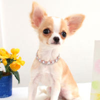 Collar De Diamante Bling Para Perros Crystals Rhinestone Collar De Lujo Brillante Para Pequeños Y Medianos Perros Gatos Chihuahuas - details 14