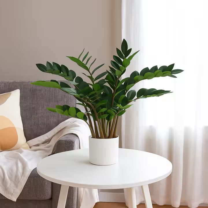 Poenia Arte Floral - Planta ZAMIOCULCA Artificial 75cm - Ref 631344 - Realista - Planta Decorativa de Interior - Planta Falsa de Aspecto Natural - Ideal para Hogar y Oficina - Sin Mantenimiento - 1