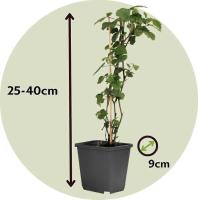 Trompetas del ángel-3 PCs. -Brugmansia-Altura 25-40cm-9cm - details 4