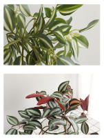 45cm Planta Artificial De Vínculo Hojas De Iva Falsas Scindapsus Aureus Rattan Para Decoración De Hogar Boda Jardín - details 6