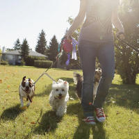 Correa Para Dos Perros De Acero Inoxidable Resistente Con Cadena De Seguridad Doble Para Caminar a Dos Perros Tamaño S/M/L/XL - details 1