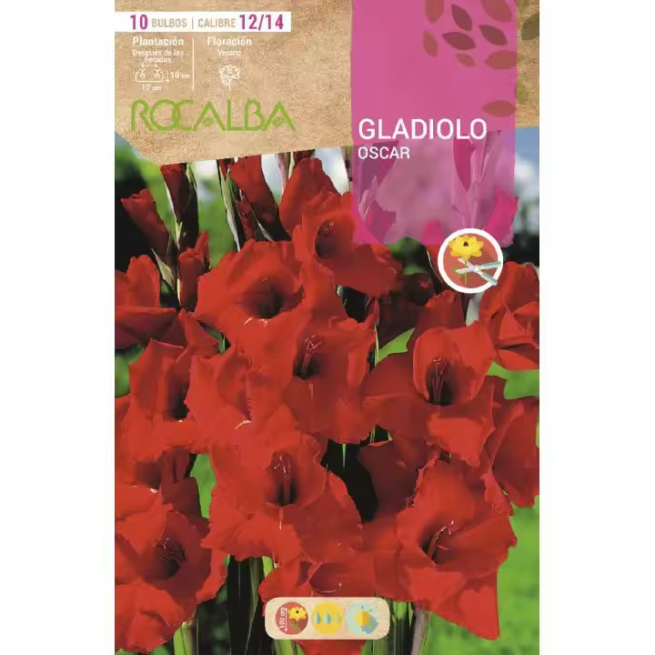 Bulbo Gladiolo rojo vivo 10 uds - 1