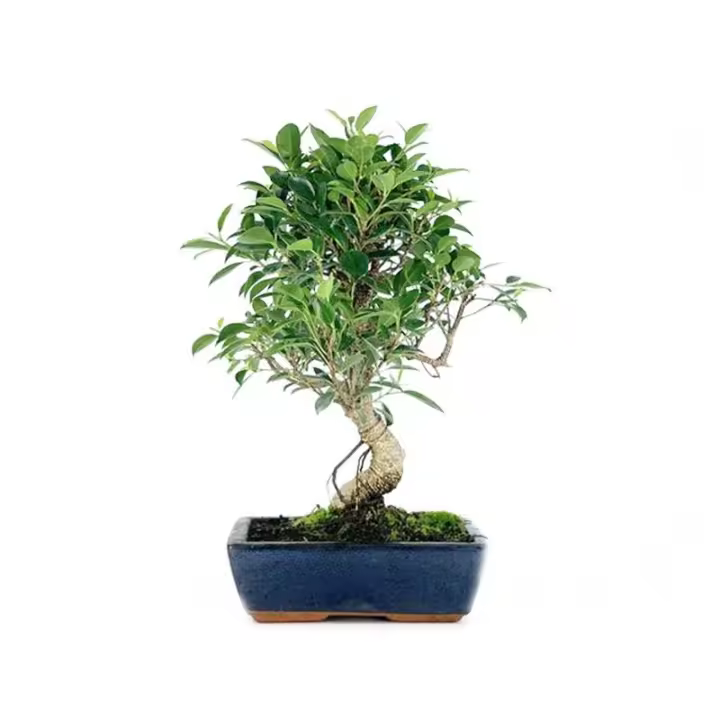 Bonsai Ficus Retusa Tiger Bark - 8 años - Foto genérica BonsaiGranada - 1