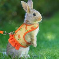 Harnés De Conejo Con Correa Ajustable Y Malla Transpirable Para Cachorro De Conejo Cochinilla Pequeño Animal De Peluche - details 8
