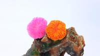 Decoración De Acuario Coral Fluorescente Miniatura Adorno Para Tanque De Peces Jardín De Coral En Miniatura - details 0