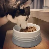 Tazón De Alimentos Para Mascotas Extra Ancho Anti Derrames Elevado Alivio Del Estrés De Pecho Para Gatos Y Perros Cerámica - details 3