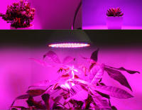 Lámpara De Crecimiento Para Plantas LED E27 Espectro Completo Foco Para Cultivo En Invernadero Y Tentación Hidroponía Con Varias Quantidades De LEDs 48/60/80/126/200/300 - details 7