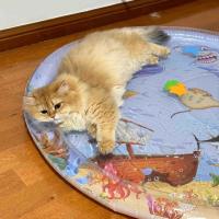 Alfombra De Juego Sensorial De Agua Para Gatos Y Perros Inflable Con Tema De Mar Oceano Juguete Sensorial Para Mascotas - details 9