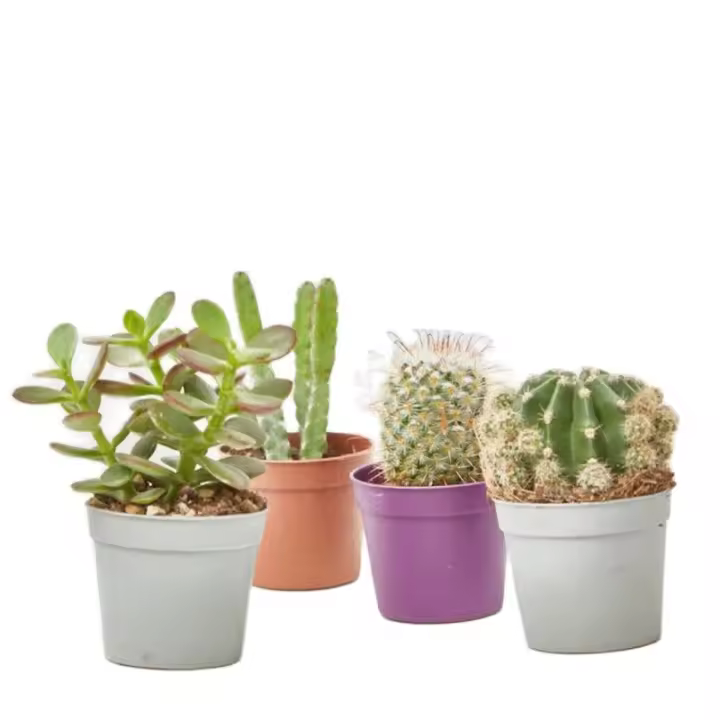 Verdecora Cactus y Crasas Especiales Maceta 6.5cm | Planta de Interior | Fácil de cuidar | 1 unidad - 1